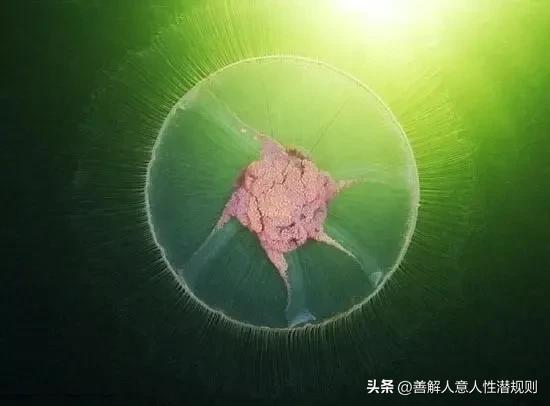 最大的深海水母,最大的水母北极霞水母