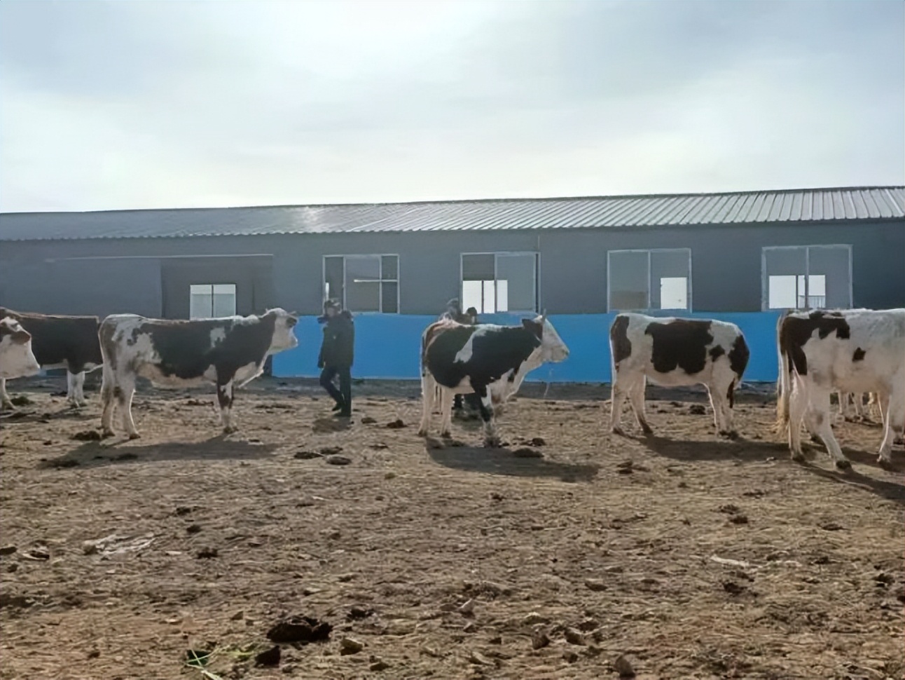 库伦旗养殖新政策,库伦旗养殖致富