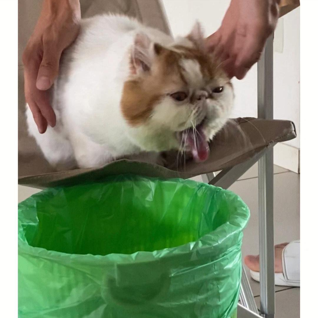 加菲猫掉毛严重什么原因,加菲猫掉毛严重怎么办