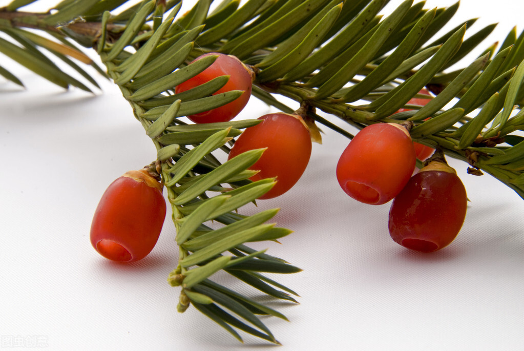 紫杉醇常见副作用应对方法，肿瘤患者请收藏