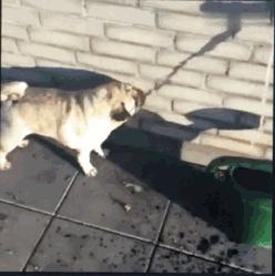 何老师抱狗撒尿，三石弟弟跳舞洗狗…这些破图我看一次笑一次哈哈