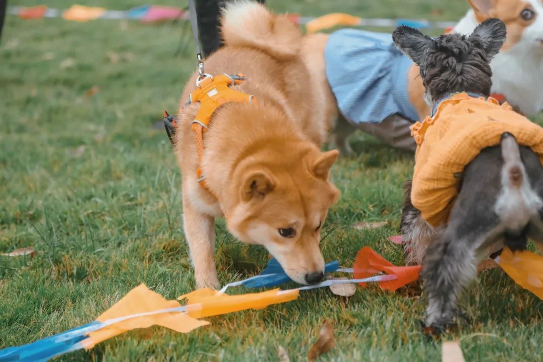 萌宠万圣狂欢夜,萌宠露营云龙区