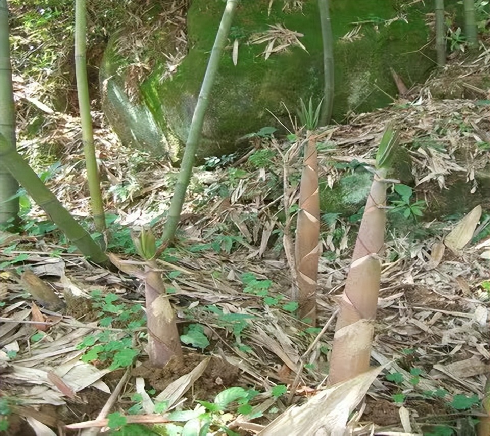 【原创】散文·江南春笋