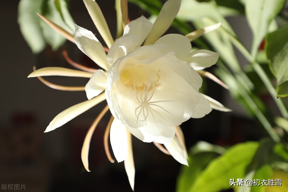 形容昙花美脱俗的诗句,描写昙花美的诗词