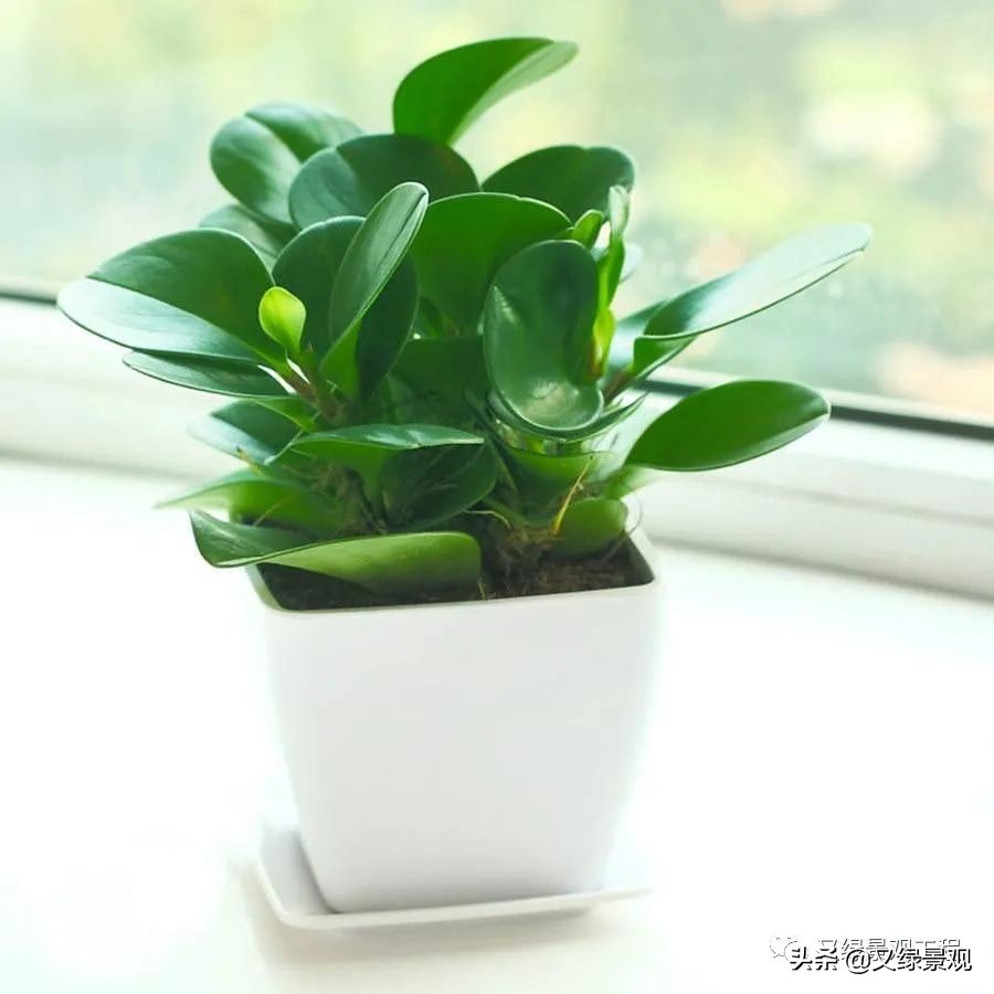 室内植物墙哪些类型植物合适,适合做绿植墙的常绿植物