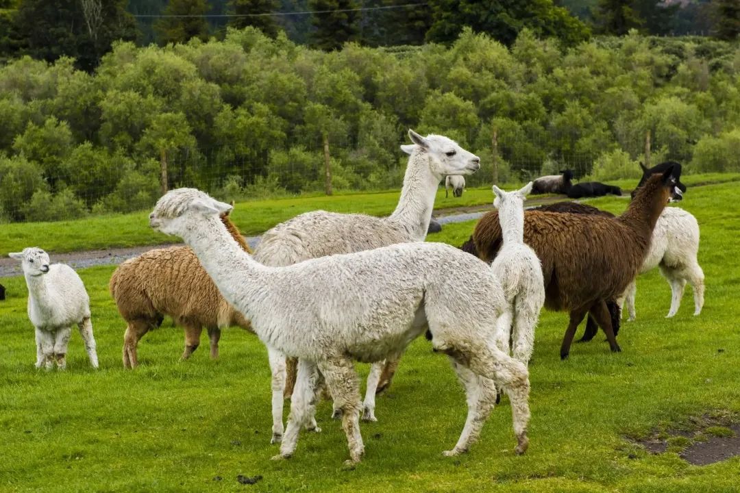 写给不被疫情束缚的心:用文字“云”游新西兰全境