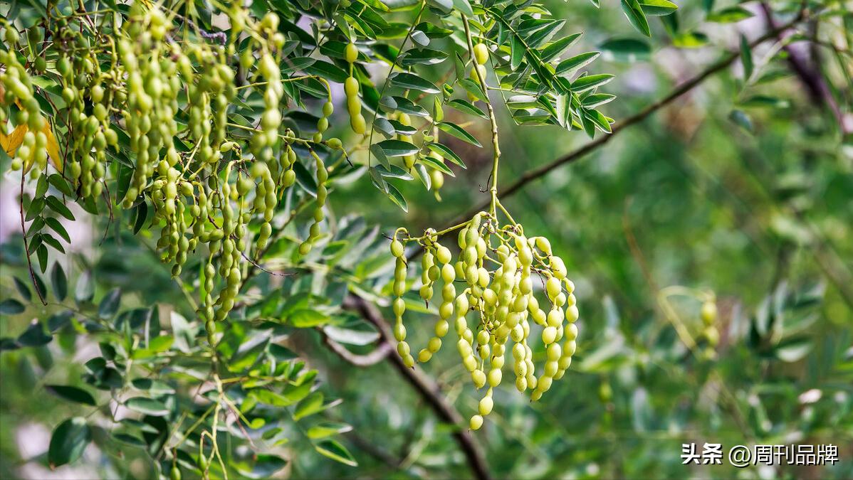 白家湾印象——打麦场与老槐树