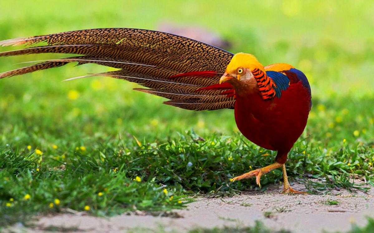 老人养凤凰养了40年专家看到后,老汉养了40多只凤凰