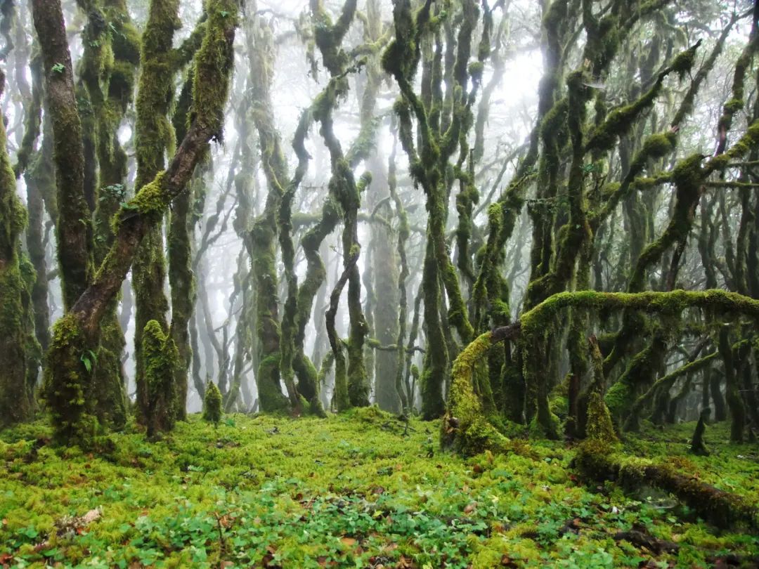 昆明七彩云南怎么样,七彩云南避暑家园