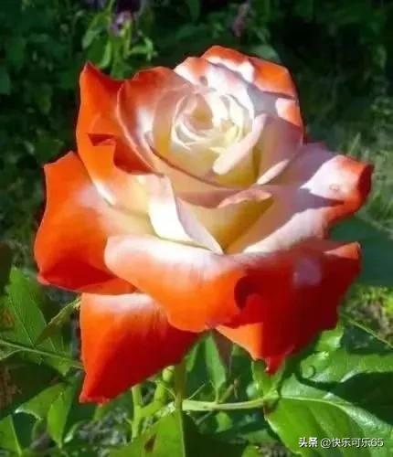 玫瑰花真的有那么多颜色吗,玫瑰花各种各样的颜色