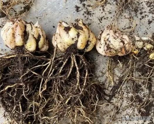 春季百合花开谢后怎么养护,冬天开败的百合花春天的养护方法