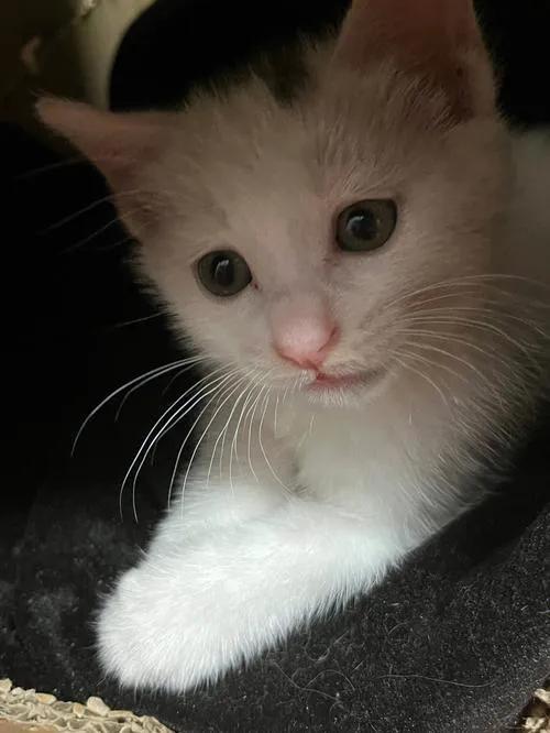 九种常见的田园猫,新手适合养的田园猫品种