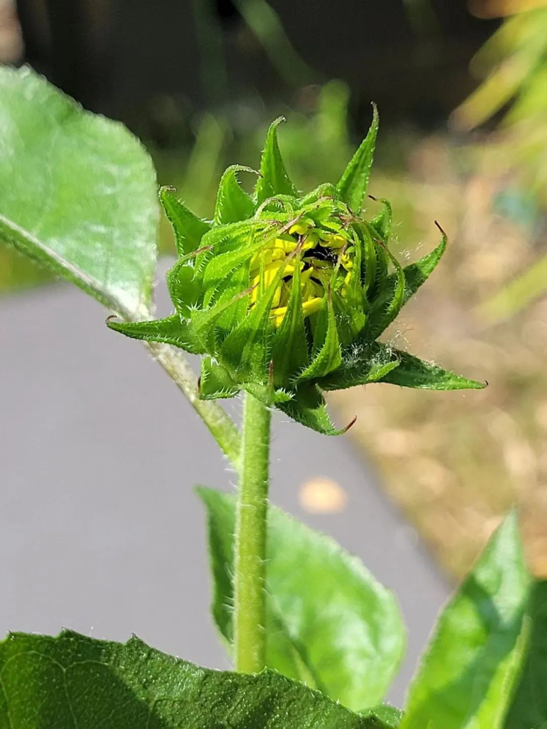 适合夏天养的7种花越晒开花越旺,夏天最能开的10种花越热越能开