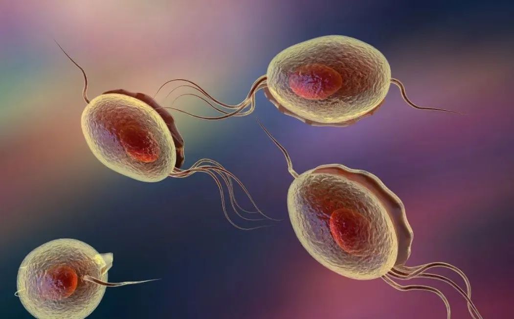 小虫感染,小虫子会让人带来什么危害