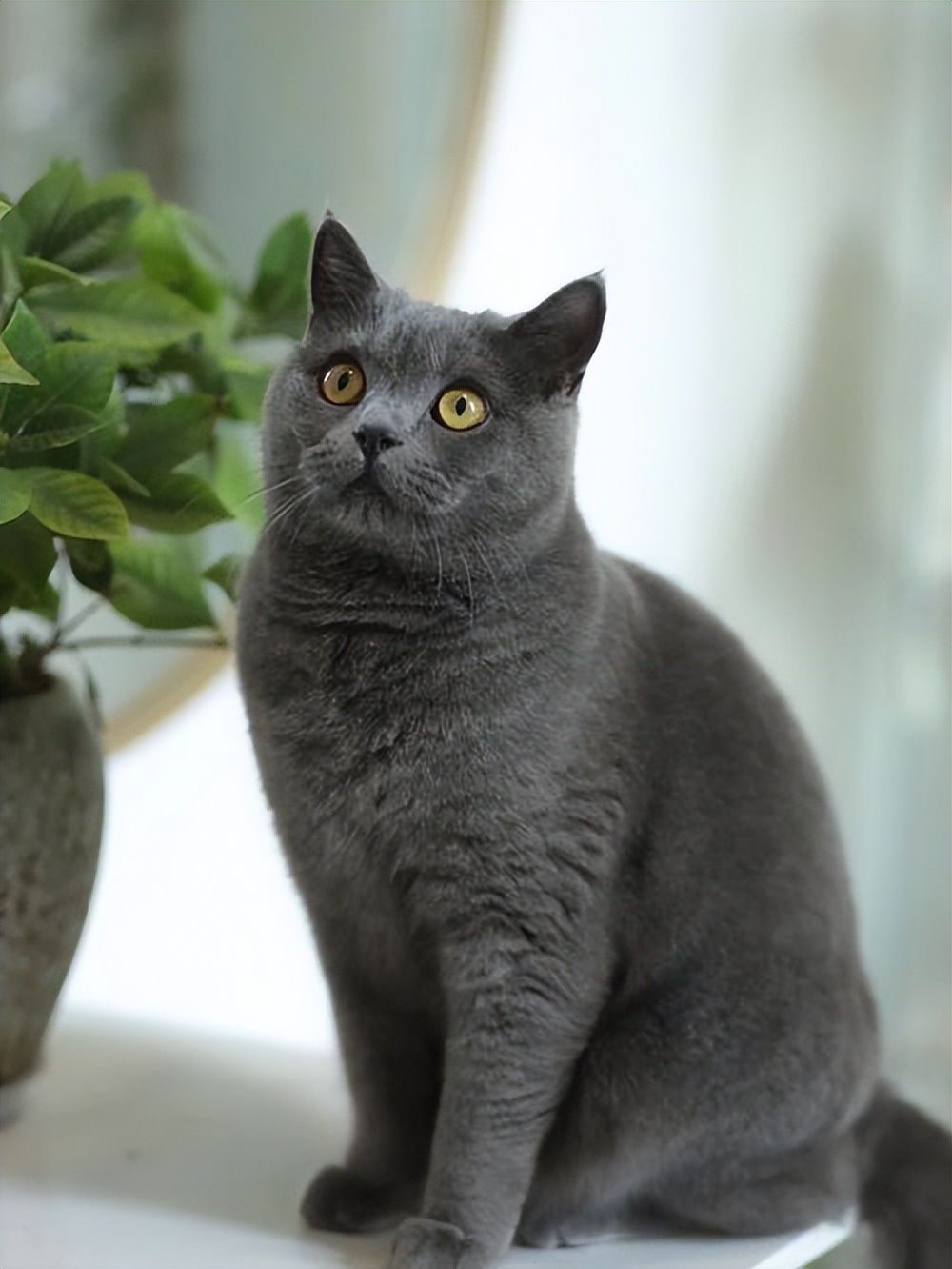 纯种猫咪有哪些颜色,纯种宠物猫有哪些品种