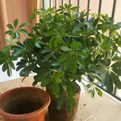 哪些花卉吸甲醛最好,室内哪些绿植可以吸甲醛