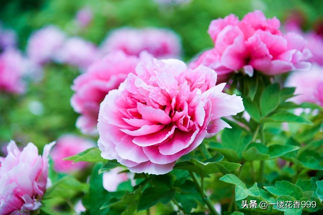 缘来时惜缘缘去时随缘聚散皆是缘,缘来时惜缘缘尽时祝福