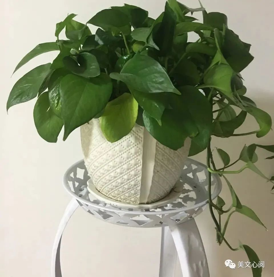 绿萝美文欣赏经典短句摘抄,绿萝美文欣赏经典语录