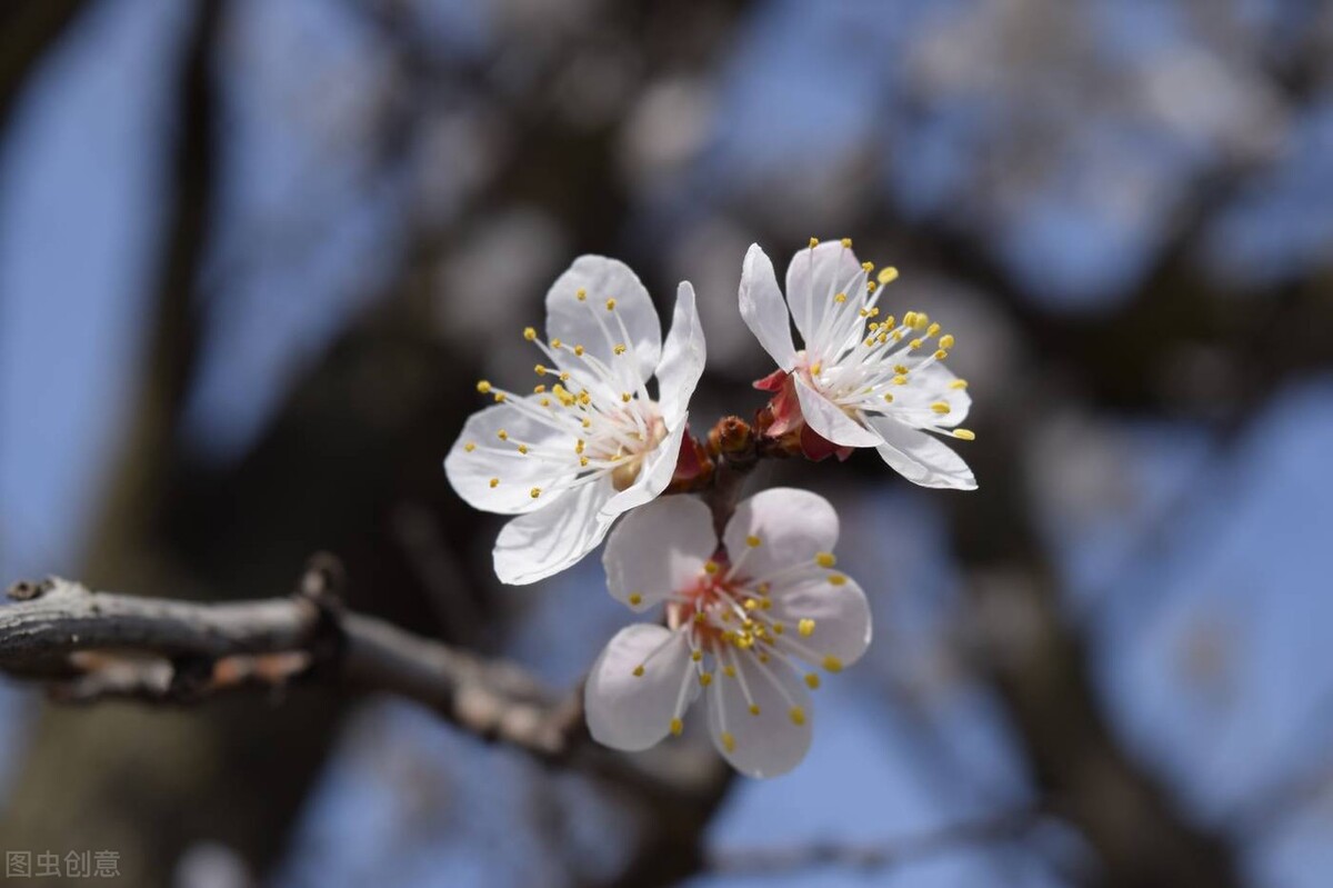 春季生发应如何调理肝脏,中医春季如何调肝养肝