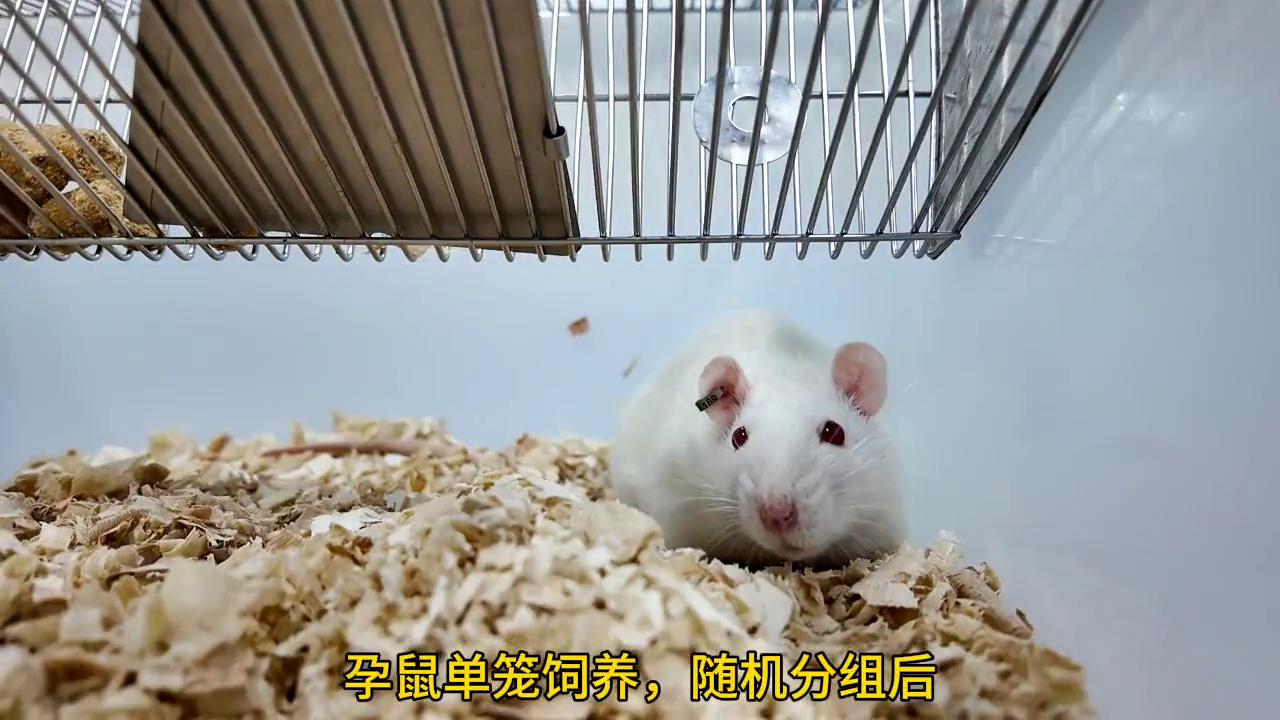 食品致畸实验，不知道会不会下架，过完年就跑路