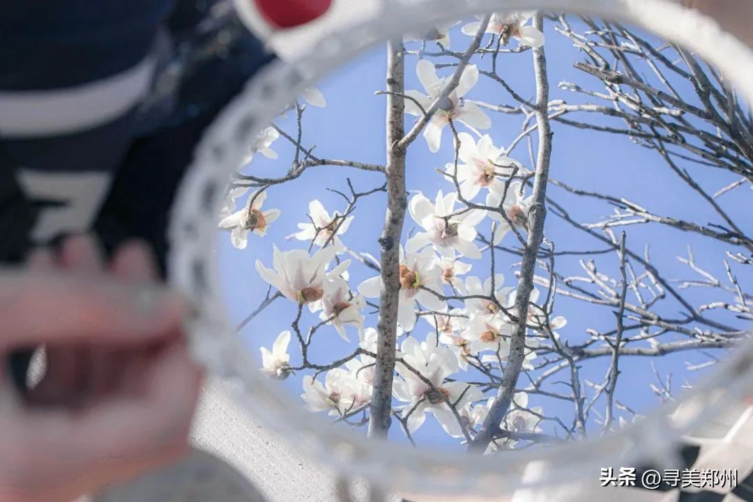 河南科技大学春景,河南科技职业大学校园春景