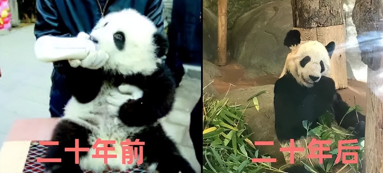 大熊猫香香回国日本民众哭着告别,大熊猫香香回国日本民众哭了