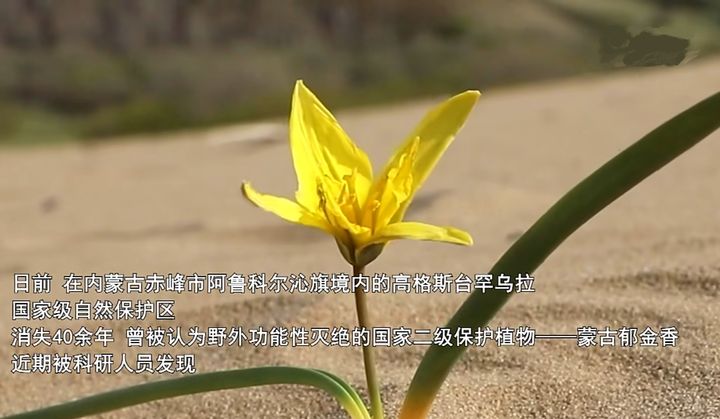 一种消失40年的郁金香重现内蒙古沙漠,只有一公顷,很有科研价值