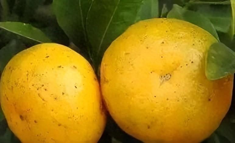 柑橘在成熟时果子返绿是什么原因,柑橘快成熟果皮变麻色怎么回事