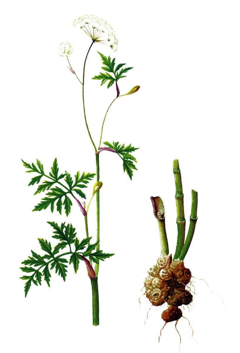 鞠躬读音及释义,鞠躬的鞠的意思