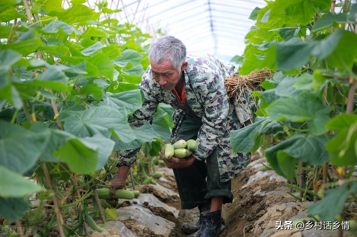 防烂根土壤板结,土板结烂根最快解决方法
