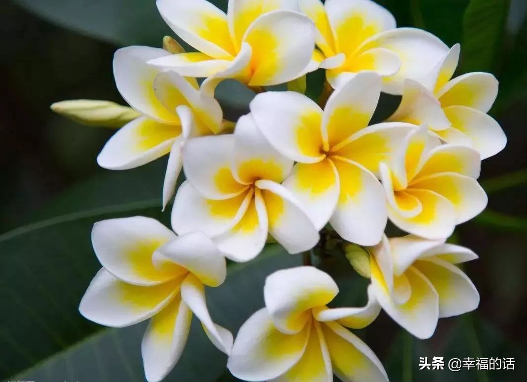 英国国花世界各国的国花,各种国家的国花大全