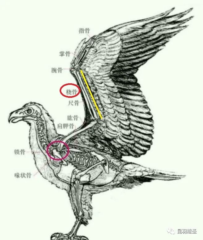 剥掉伪国学的画皮,扒一扒西方历史
