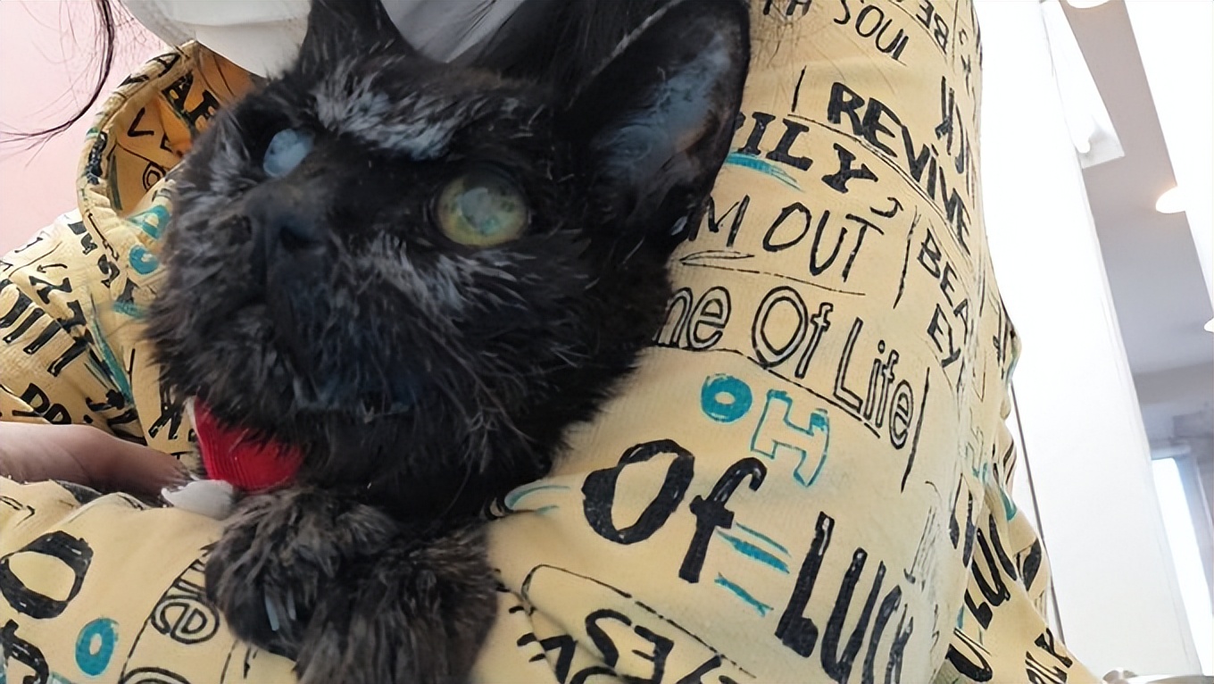 最长寿猫咪死亡,世界上最长寿的猫咪去世