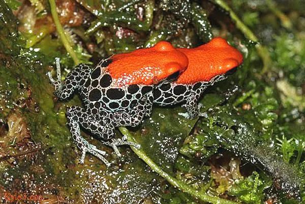 委内瑞拉纸币视频,委内瑞拉纸币简介