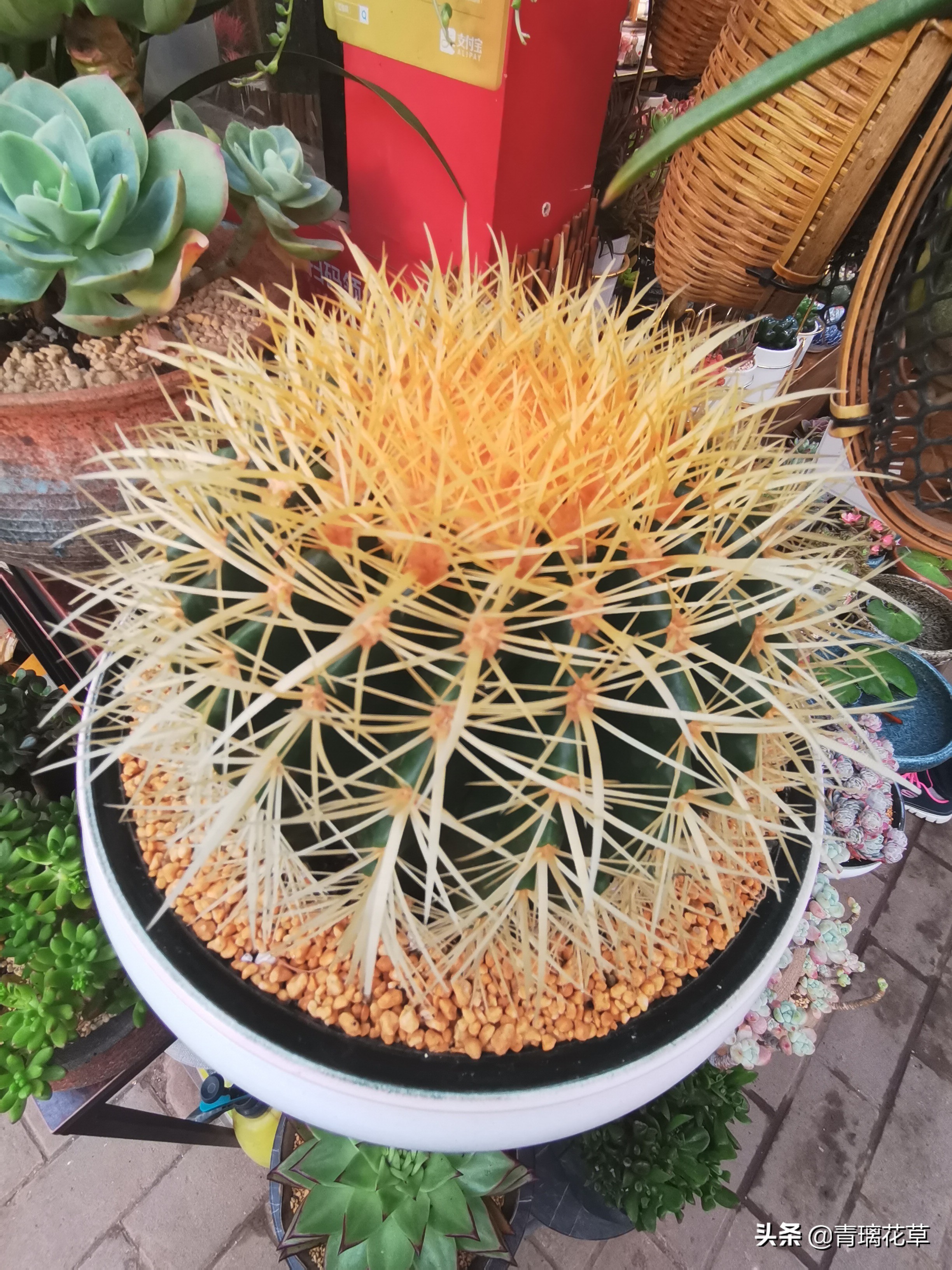 骗人花,四种坑人花