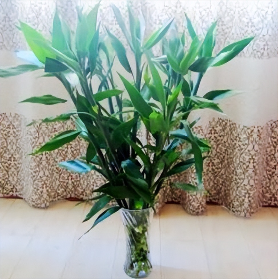 哪些植物对猫咪无毒又能吸附甲醛,装修房子吸甲醛最好的是什么植物