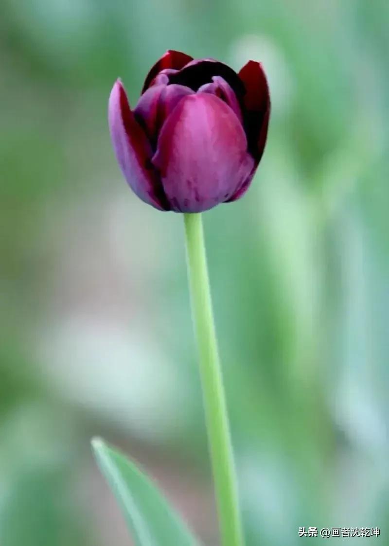 绝美郁金香花图片,绝美郁金香图片大片