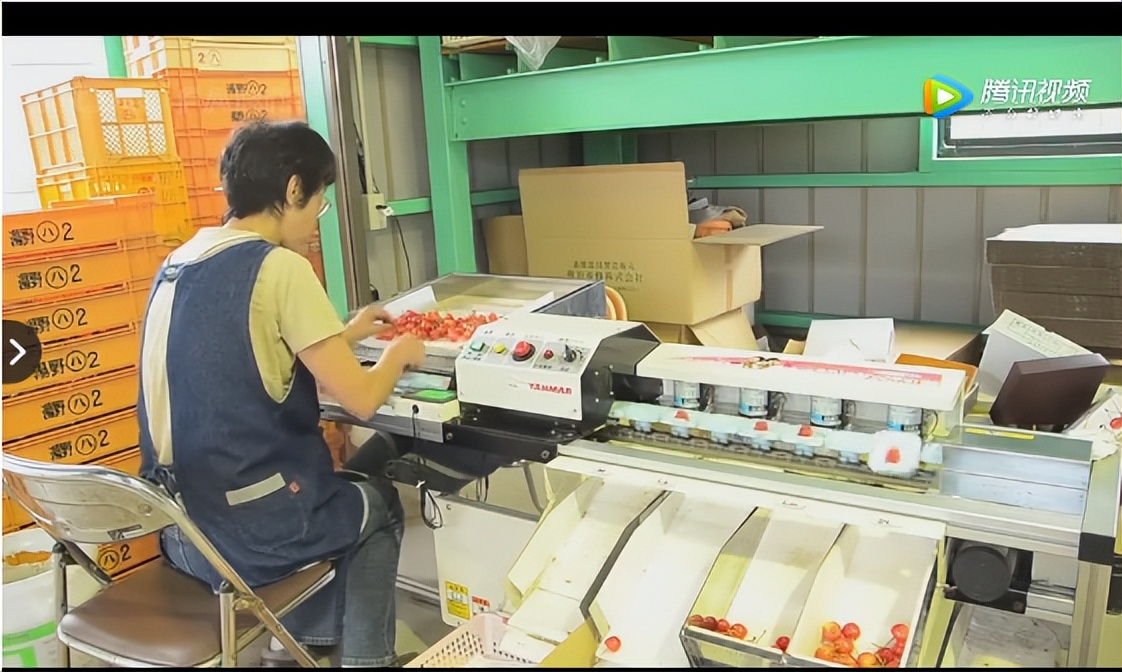 大樱桃预冷多长时间装箱最好,樱桃预冷处理