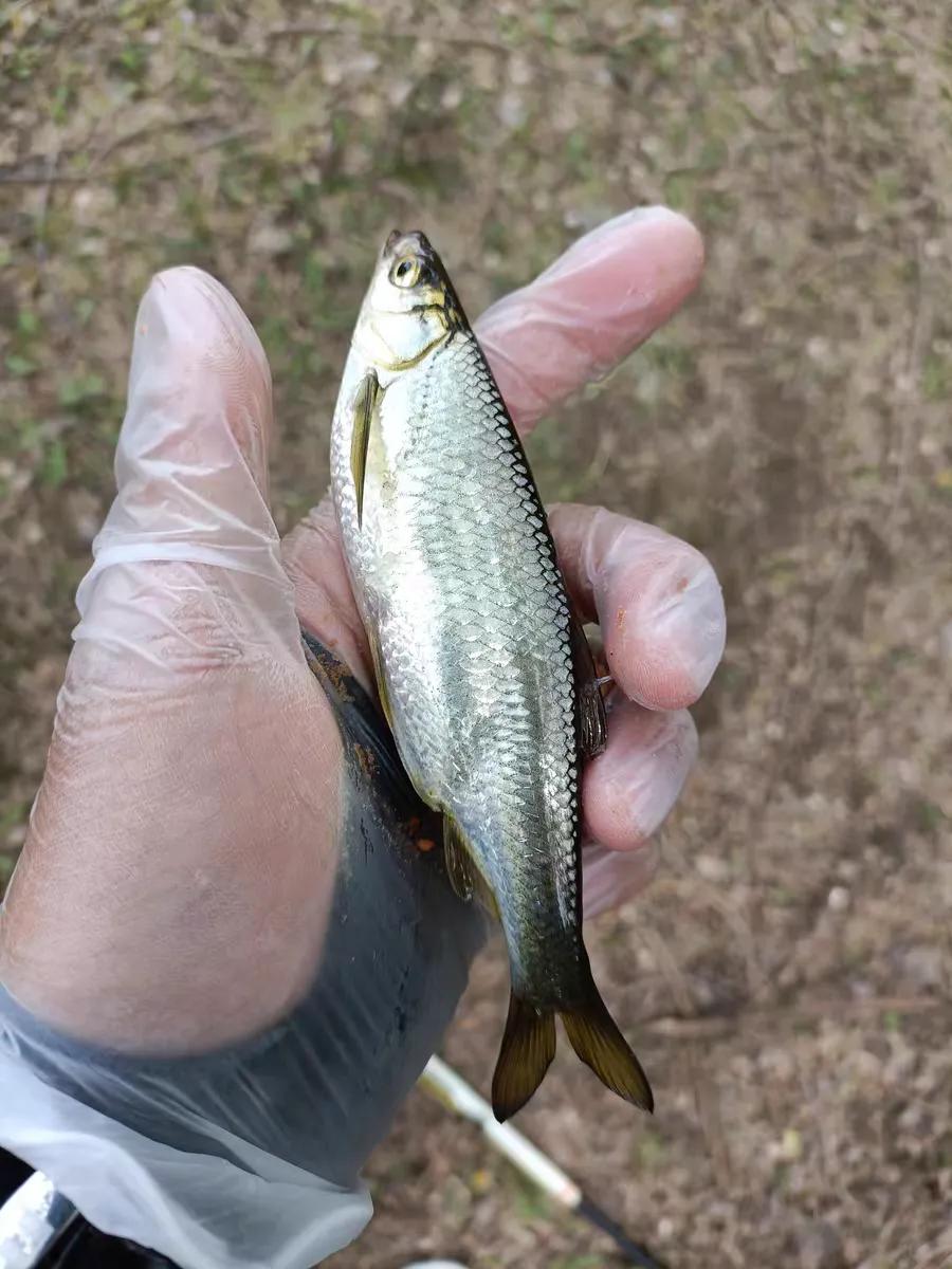 关于白条闹窝的最终绝招,白条闹窝严重这4个方法你用过没