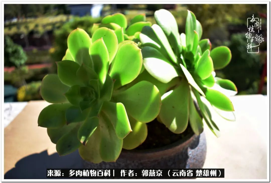 小院的多肉陪我度过春夏秋冬,好度夏又好过冬的多肉