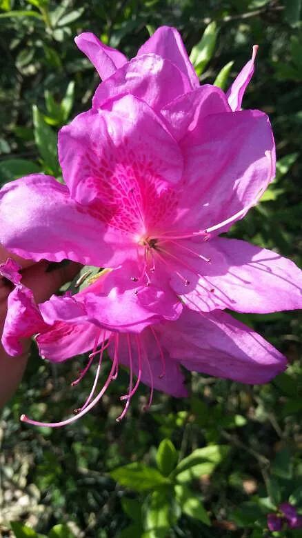 花草种类名称介绍,各种各样的花草名称大全