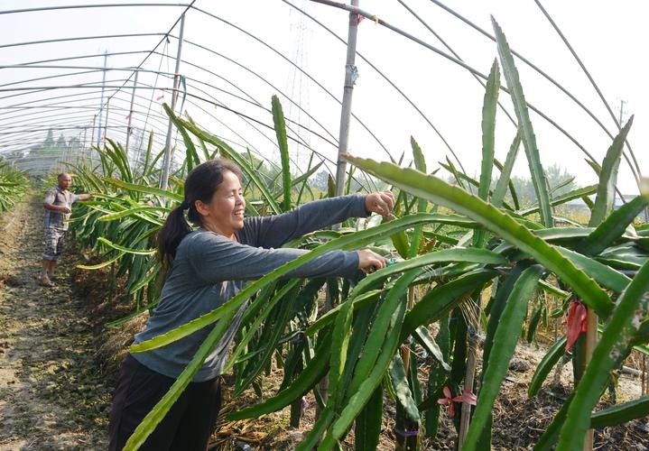 火龙果插枝越长越好吗,火龙果是幼枝插好还是老枝好