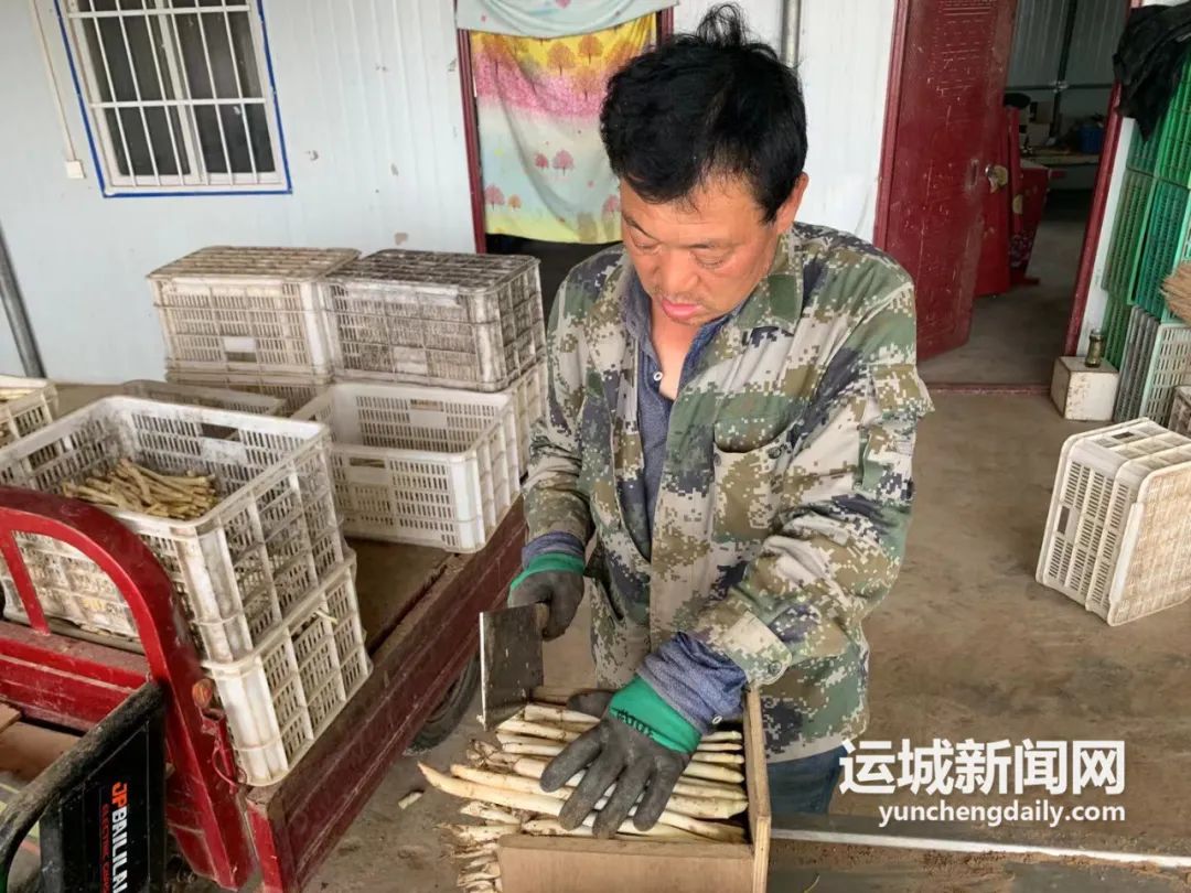 琢磨透“土特产”调研行|永济芦笋的“涅槃重生”
