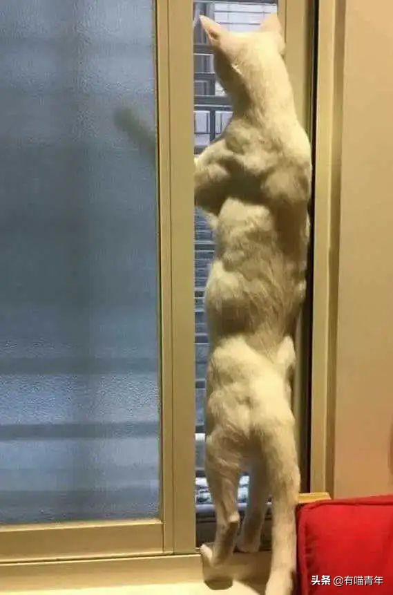 流泪猫猫头原图,最近猫猫头为什么这么火