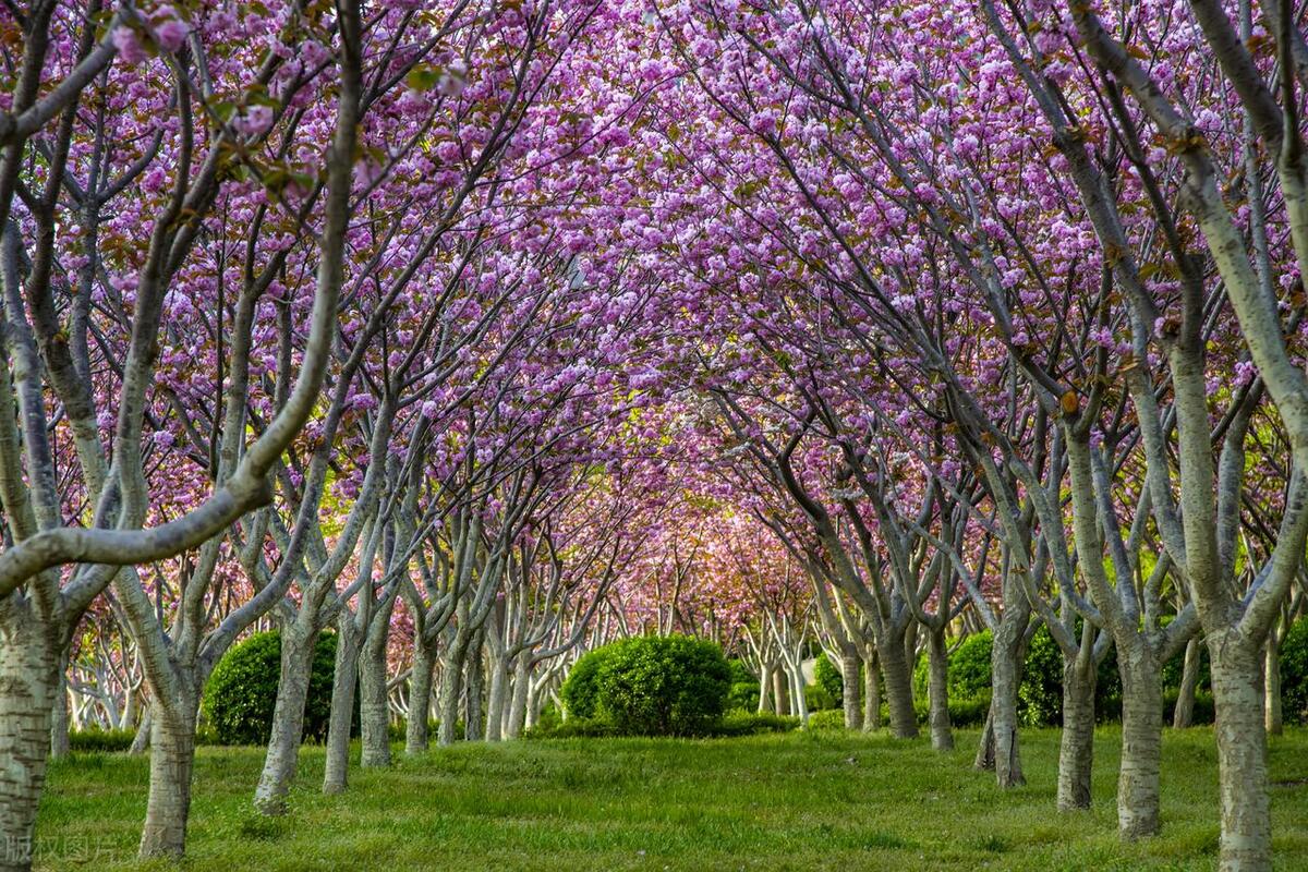 台湾腌制火腿,土方法腌制火腿