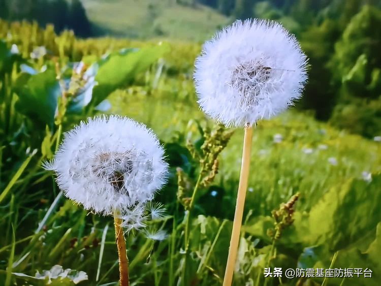 一年好景君须记,一年好景君须记图片