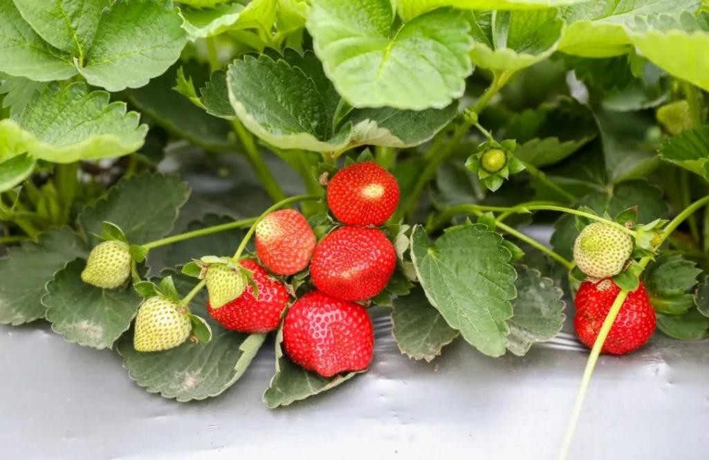 草莓园摘草莓怎么拍照,好玩的摘草莓胜地打卡