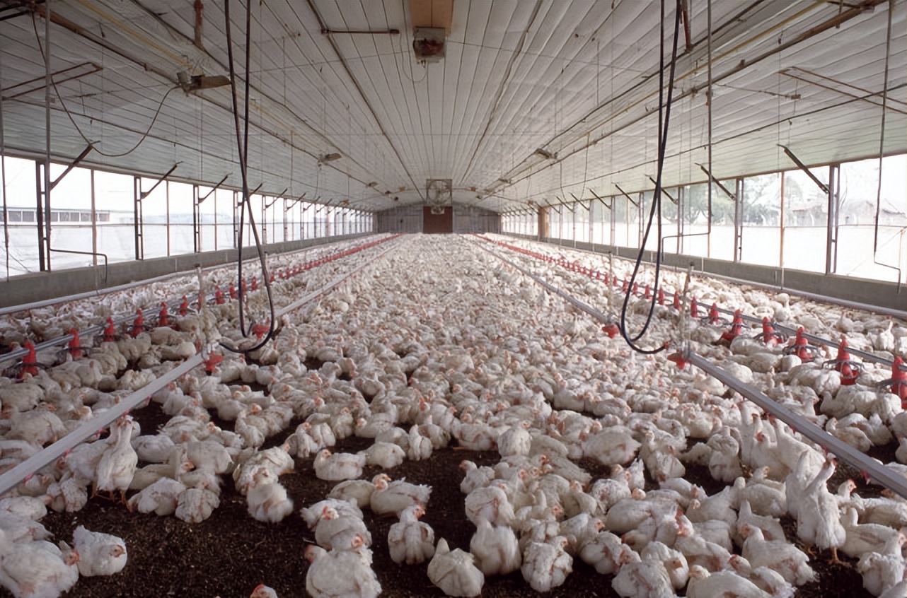 鸡痘是什么样的症状,鸡痘的原因和治疗方法