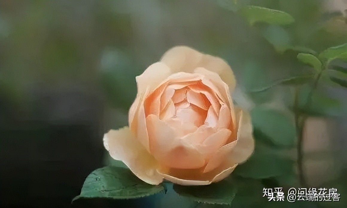 1到99朵玫瑰的含义图片,1到99朵玫瑰花语是什么