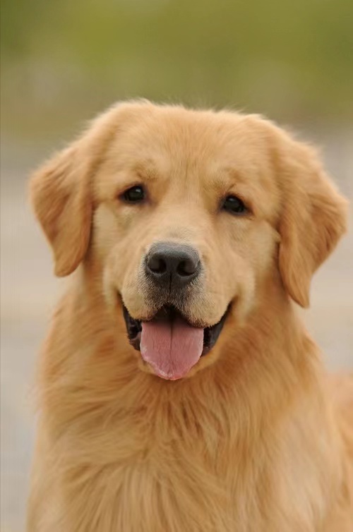 萨摩十大聪明犬排名,十大聪明犬排名蝴蝶犬